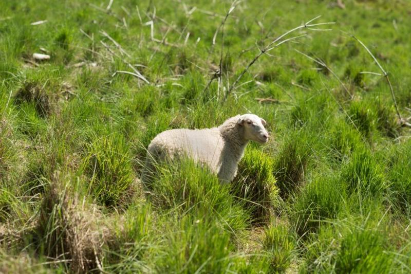 begrazing met schapen