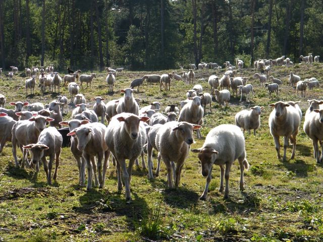 Schapen op de heide