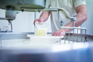 Twee Vlaamse schapenkazen met een verhaal: puur, lokaal en erkend