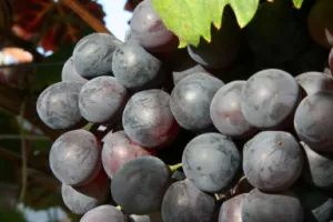 Opening bezoekerscentrum DRU!F