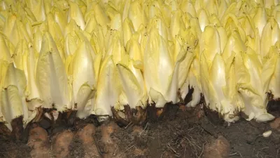 Brabants grondwitloof