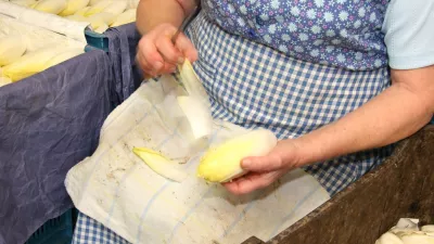 Het grondwitloofseizoen 2024 loopt af in april.