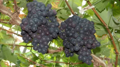 De Sterredruif De Sterredruif