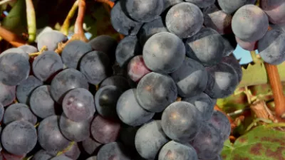 Horecazaken serveren druivengerechten