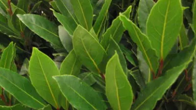 De Vlaamse laurier gaat voor Europese erkenning