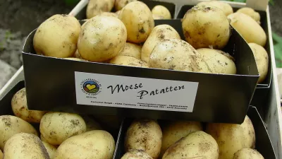 Nieuwe Moese patatten