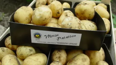 De Moese patatten zijn er al!