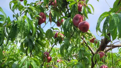perzik uit het Hageland perzik uit het Hageland