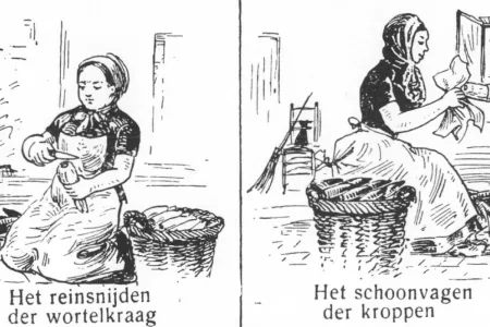 Grondwitloof kuisen in het witloofkot Grondwitloof kuisen in het witloofkot