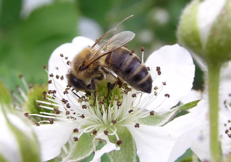 zwarte honingbij (Apis mellifera mellifera) Streekproduct.be