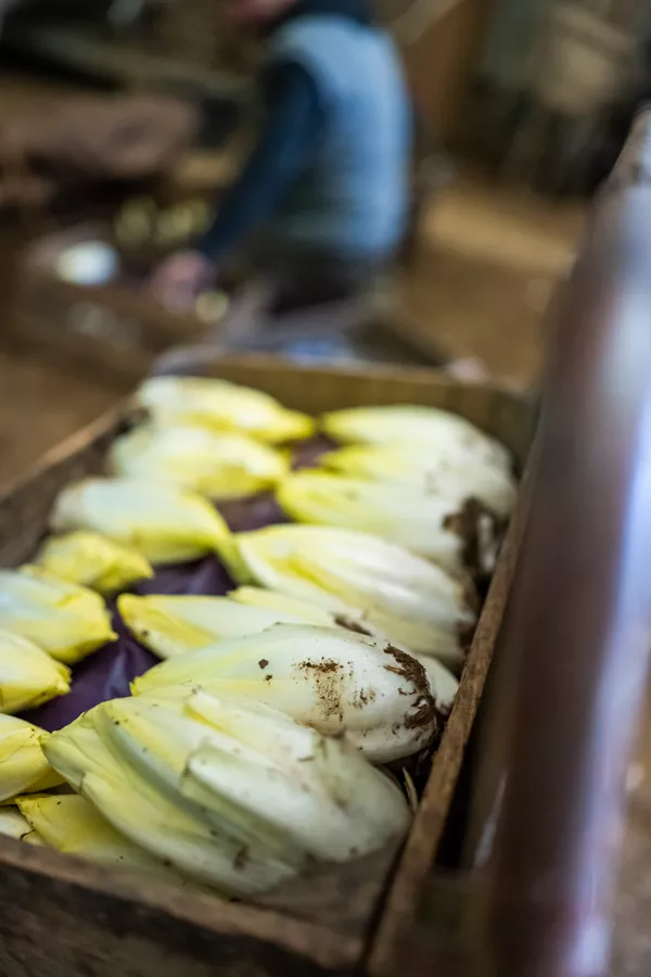 Brussels grondwitloof Streekproduct.be