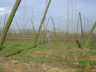 Poperingse hopscheuten Streekproduct.be