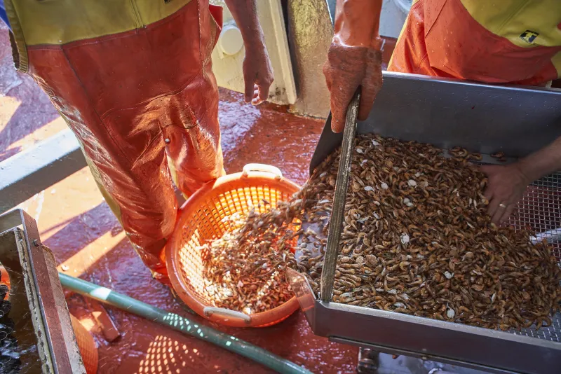 Garnalen laten afkoelen Streekproduct.be