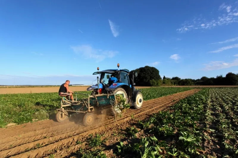 Brussels grondwitloof - teelt Streekproduct.be
