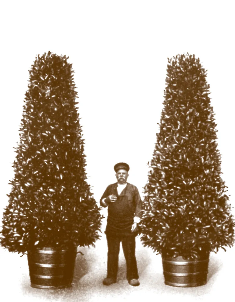 Vlaamse laurier - Oude foto Streekproduct.be