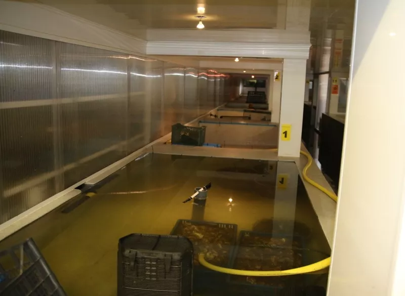Het verwateren van de oesters in Oostende Streekproduct.be