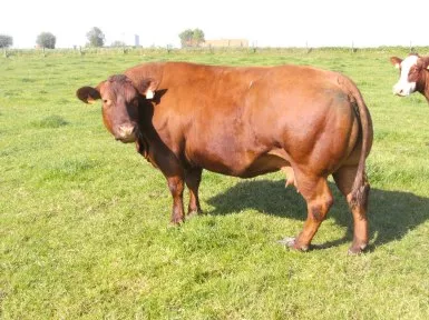 Sneeuwbal Streekproduct.be