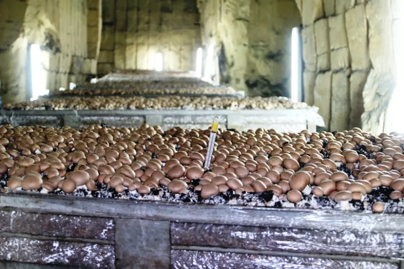 Champignonteelt in de Mergelstreek Streekproduct.be