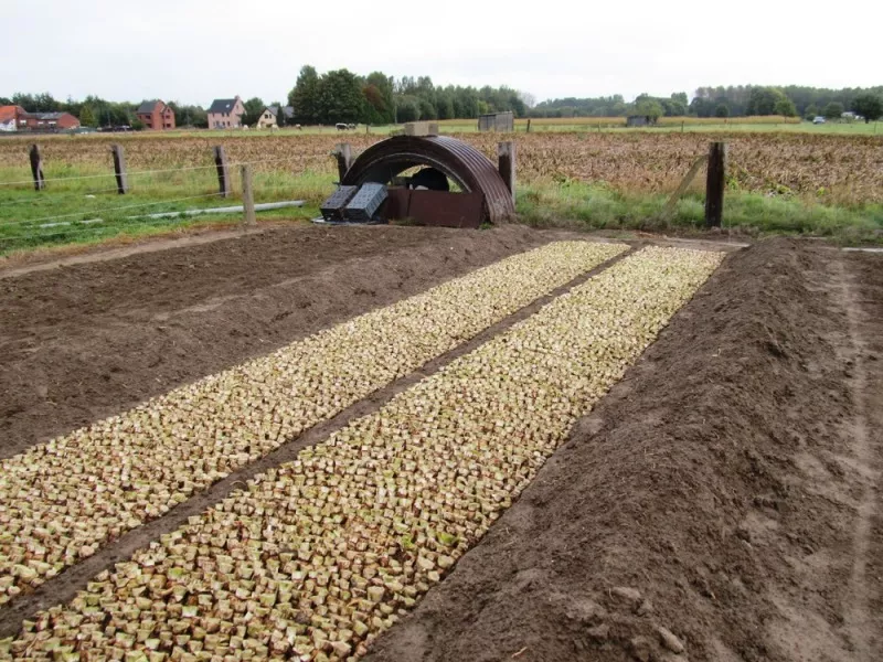 grondwitloof Streekproduct.be