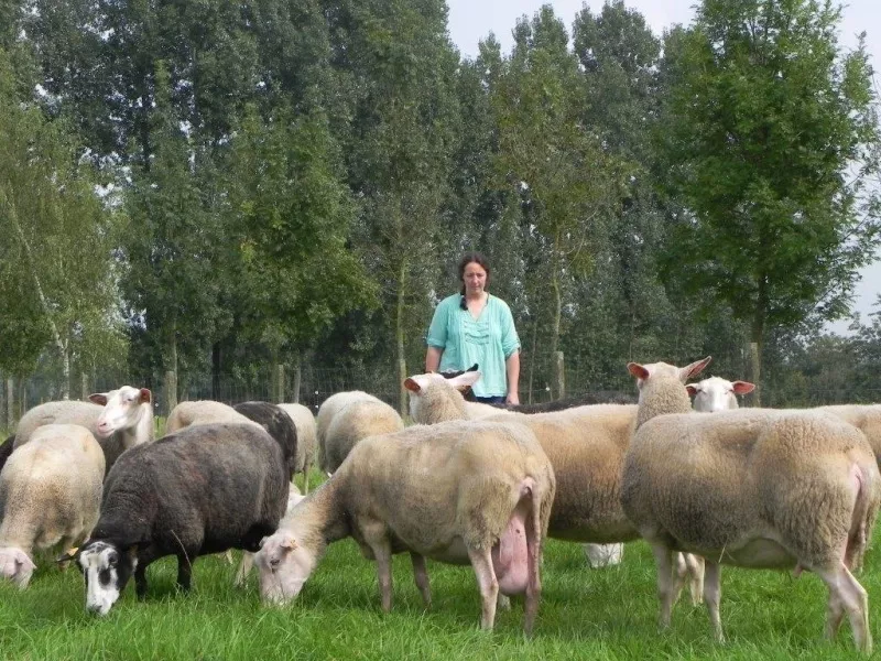 Hoeveschapenkaas uit de Vlaamse Ardennen - schapen Streekproduct.be