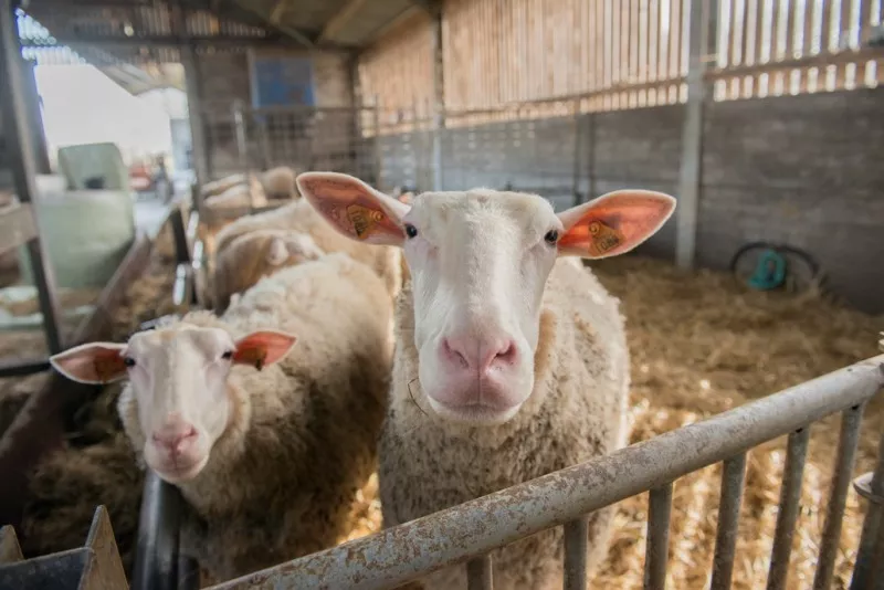 De Standaard magazine "Proef regio & traditie" Streekproduct.be