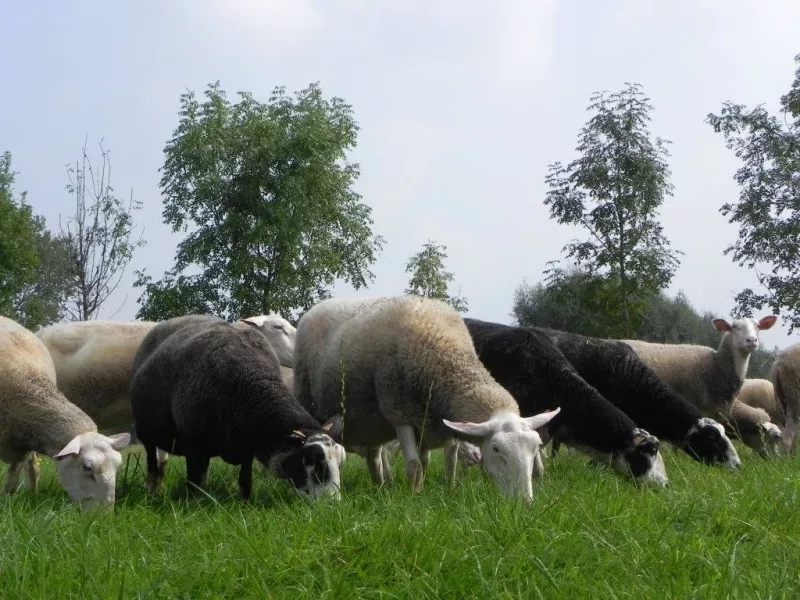 Hoeveschapenkaas uit de Vlaamse Ardennen - grazende schapen Streekproduct.be