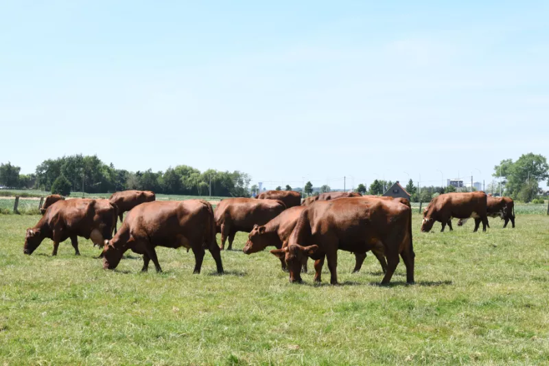 Vlees van het rood ras van West-Vlaanderen Streekproduct.be