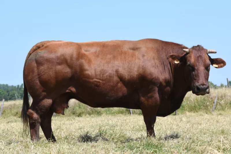 Vlees van het rood ras van West-Vlaanderen Streekproduct.be