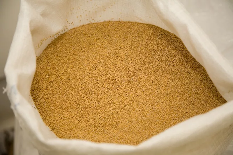 Mosterdzaad Streekproduct.be