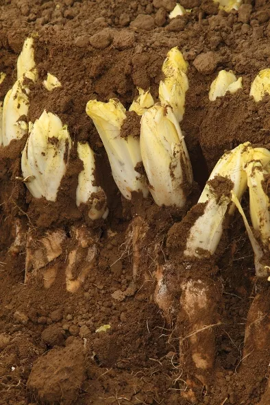 Brussels grondwitloof - witloof klaar voor oogst Streekproduct.be