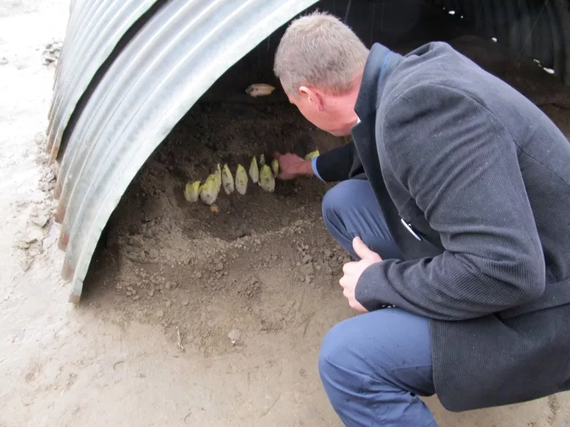 grondwitloof Streekproduct.be